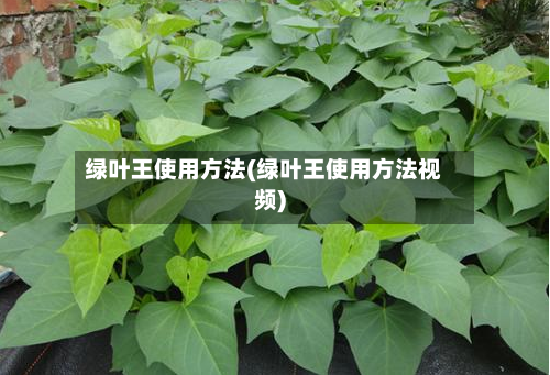 绿叶王使用方法(绿叶王使用方法视频)-第2张图片